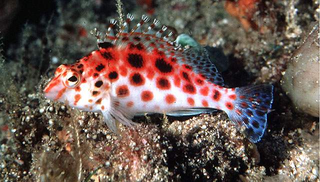 Cirrhitichthys oxycephalus (Pesce falco folletto)